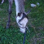 DSP Skovhyttens Rafini