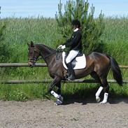 Dansk Varmblod Bonaparte