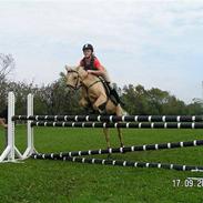 Palomino Imke #SOLGT#