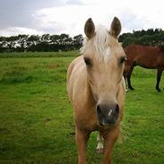 Palomino Imke #SOLGT#