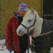 Welsh Mountain (sec A) B Chausette (solgt)