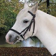 Welsh Mountain (sec A) B Chausette (solgt)