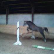 Anden særlig race Jazz