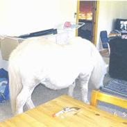 Anden særlig race Jennifer