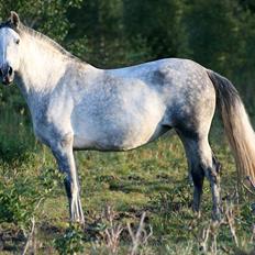 Pura Raza Española Nihilista1