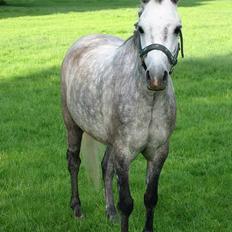 Welsh Mountain (sec A) Elvis Pony