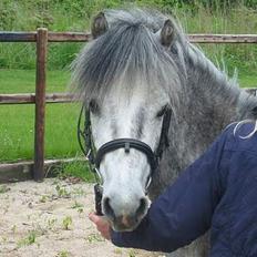 Welsh Mountain (sec A) Elvis Pony