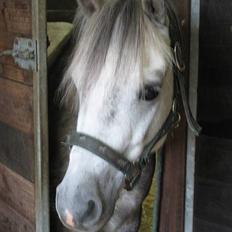 Welsh Mountain (sec A) Elvis Pony