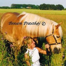 Haflinger Benson Præsthøj