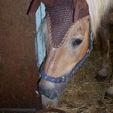 Haflinger Stanley <3