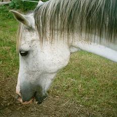 Arabisk fuldblod (OX) Aliman OX R.I.P.