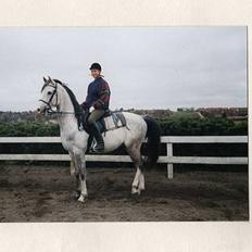 Arabisk fuldblod (OX) Aliman OX R.I.P.