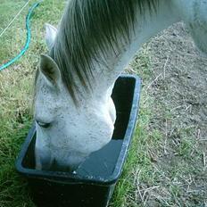 Arabisk fuldblod (OX) Aliman OX R.I.P.