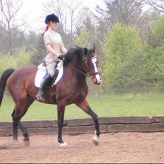 Dansk Varmblod Calypso Alsidig