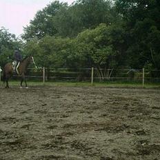 Dansk Varmblod Calypso Alsidig