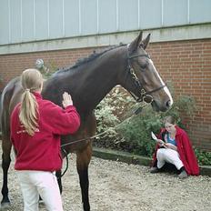 Dansk Varmblod Calypso Alsidig