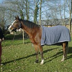 Dansk Varmblod Anita Solvang (død)