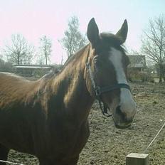 Dansk Varmblod Anita Solvang (død)