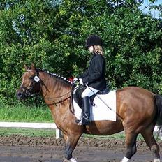 New Forest Lajka R.I.P