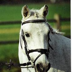 Welsh Mountain (sec A) Patrick Swayze