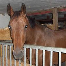 Dansk Varmblod Højvangs Lumina *RIP*