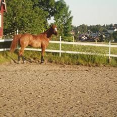 Svensk Varmblod bambino