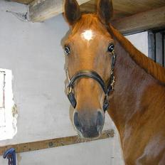 Anden særlig race  Enggaardens Romeo (SOLGT