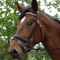 Dansk Varmblod Rozitta (Solgt)