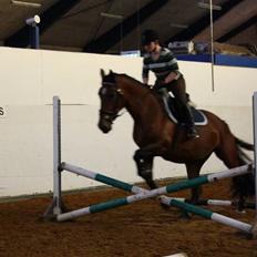 Dansk Varmblod Rozitta (Solgt)