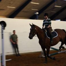 Dansk Varmblod Rozitta (Solgt)