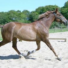 Dansk Varmblod Robbia Vedstedholm