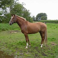 Dansk Varmblod Robbia Vedstedholm