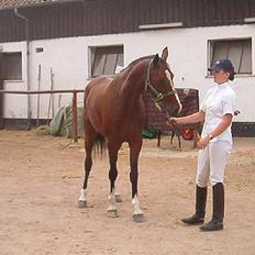 Holstener Lady Love(Tidligere part)