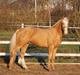 Palomino Lysgaards Cosmo  solgt