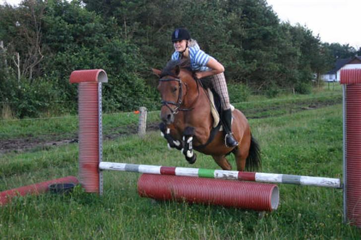 Anden særlig race Shagya (solgt) - Ride dag hos Marianne Eiby  xb et lille spring skader jo ik Shagya? xD billede 3