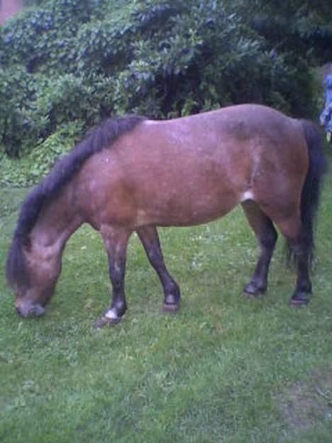 Anden særlig race Marie † 2005 † - Marie inden hun sku aflives :( Hun gik omme i vores have og hyggede og spiste 3 kg gulerødder og 2kg æbler mindst :D billede 17