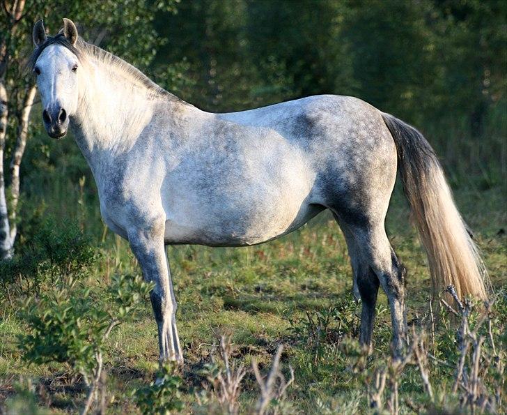 Pura Raza Española Nihilista1 billede 3