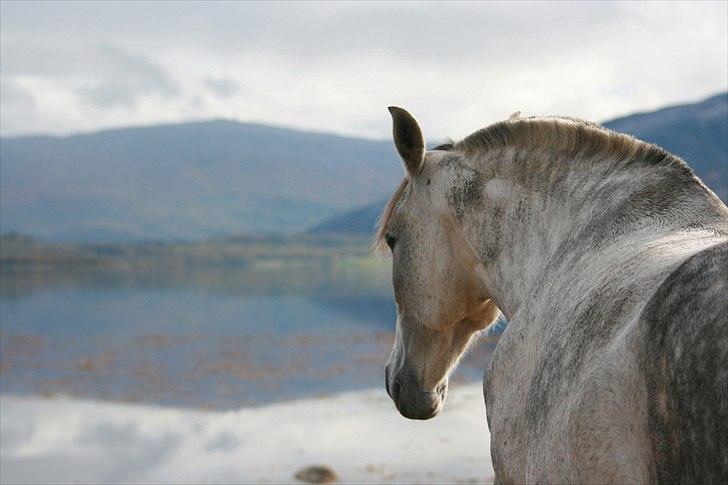 Pura Raza Española Nihilista1 billede 4
