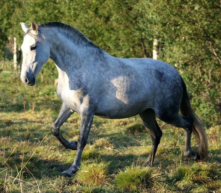 Pura Raza Española Nihilista1 billede 5