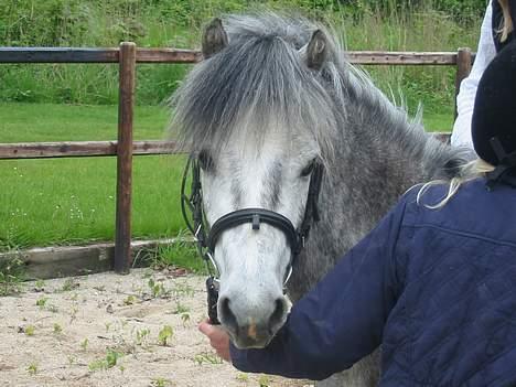 Welsh Mountain (sec A) Elvis Pony - Heej... Ja det er første jeg jeg skal rides hos Nina billede 2