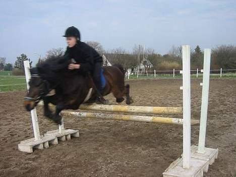 Dartmoor Max Solgt billede 16