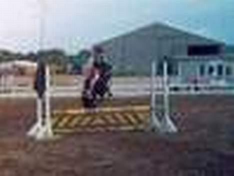 Pinto Vestergaards Domino - spring billede 6