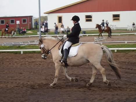 Fjordhest Lille Lundegårds Nikita - Starten på Lc3en.... langholt 14-05-2005 billede 13