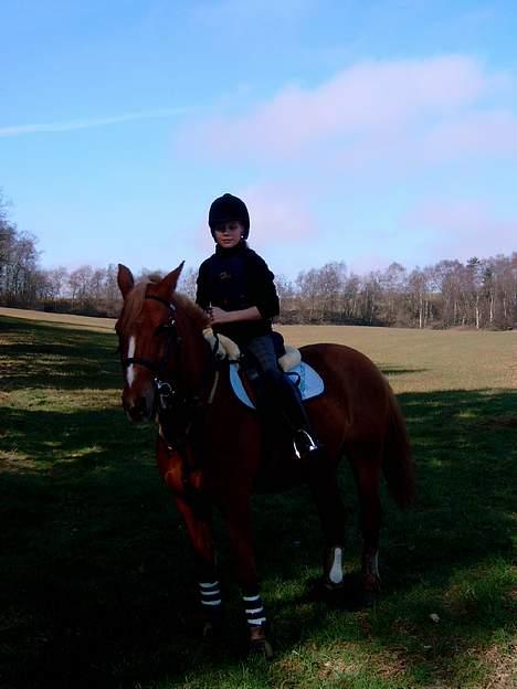 Welsh Pony (sec B) Martinique billede 10