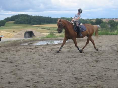 Welsh Pony (sec B) Martinique billede 11