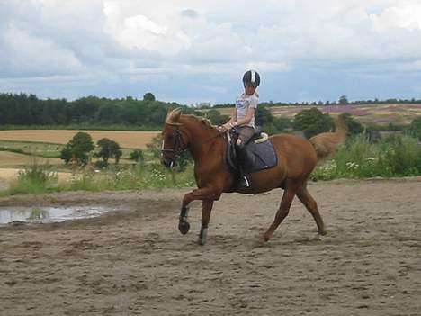 Welsh Pony (sec B) Martinique billede 12