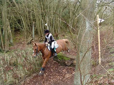 Welsh Pony (sec B) Martinique billede 14
