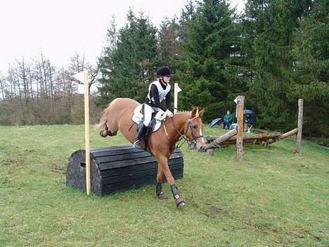 Welsh Pony (sec B) Martinique billede 15