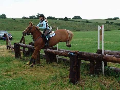 Welsh Pony (sec B) Martinique billede 16