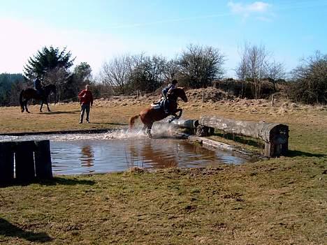 Welsh Pony (sec B) Martinique billede 17